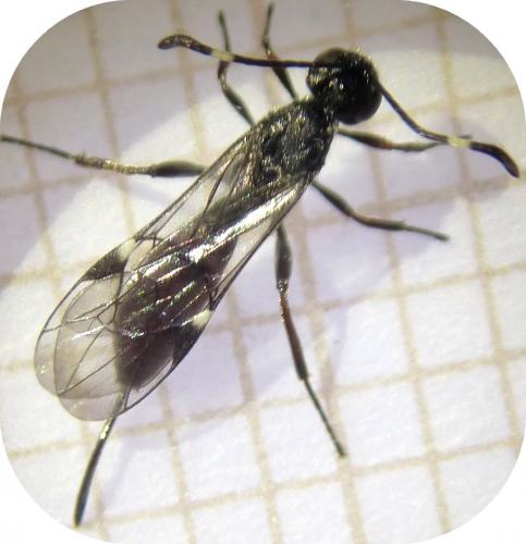 Réf. 253 526 : Xorides csikii